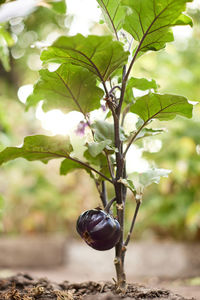 Close-up of plant