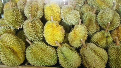 Full frame shot of succulent plants