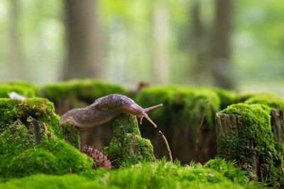 Close-up of mushroom in forest