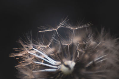 Close-up of dandelion against black background