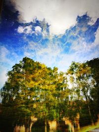 Low angle view of trees in forest against sky