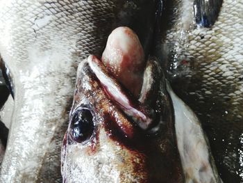 Close-up of fish