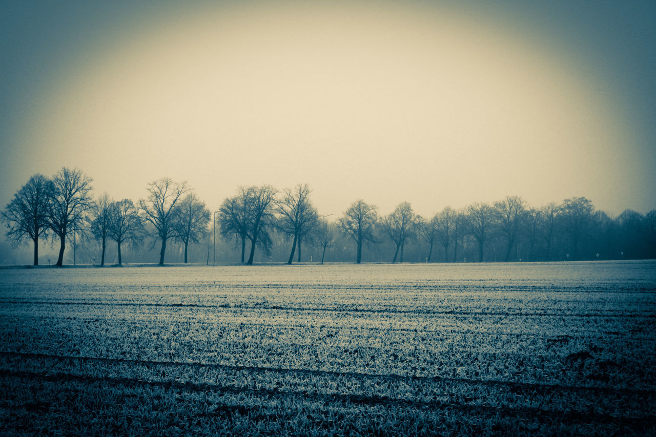 TREES GROWING ON FIELD AGAINST SKY