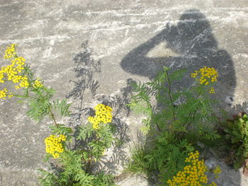 High angle view of flowers