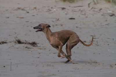 Side view of dog running on land