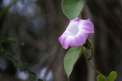 Close-up of pink rose flower