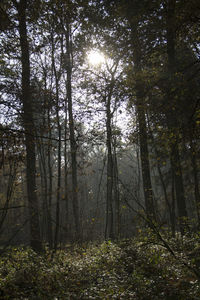 Trees in forest