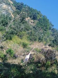 Close-up of lizard on tree against sky
