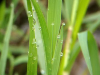 Close-up of wet grass