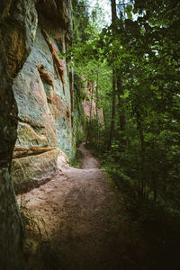 Footpath amidst rocks in forest