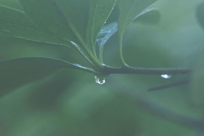 Water drops on twig of plant
