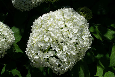 Close-up of white flowering plant