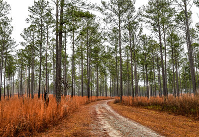 Empty trail through the wooded area