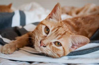 Close-up portrait of cat resting on bed