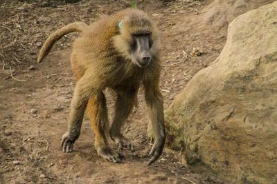 Lion walking on land