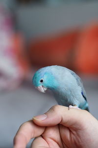 Cropped image of hand holding bird,forpus