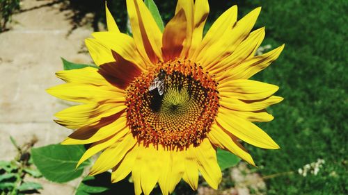 Close-up of sunflower