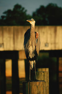 Bird perching on wooden post