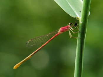 Close-up of grasshopper