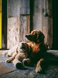 Dog sitting on wood