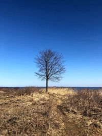 Bare tree on field against clear sky