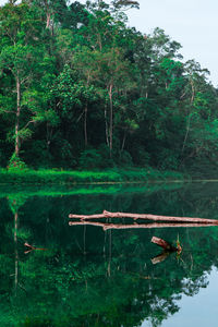 Scenic view of lake by trees in forest