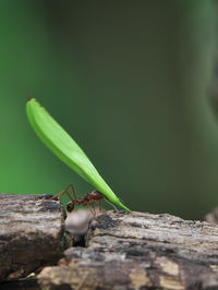 Close-up of insect on plant