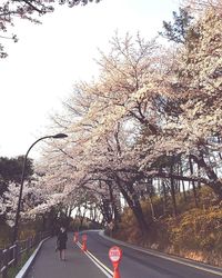 Road amidst trees against sky