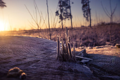 A beautiful early winter landscape of a small forest clearing during the sunrise. 