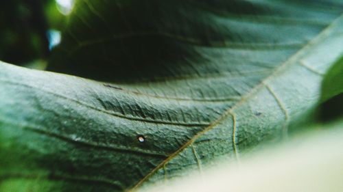 Close-up of lizard on leaf