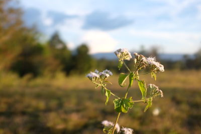 Close-up of flowering plant on field