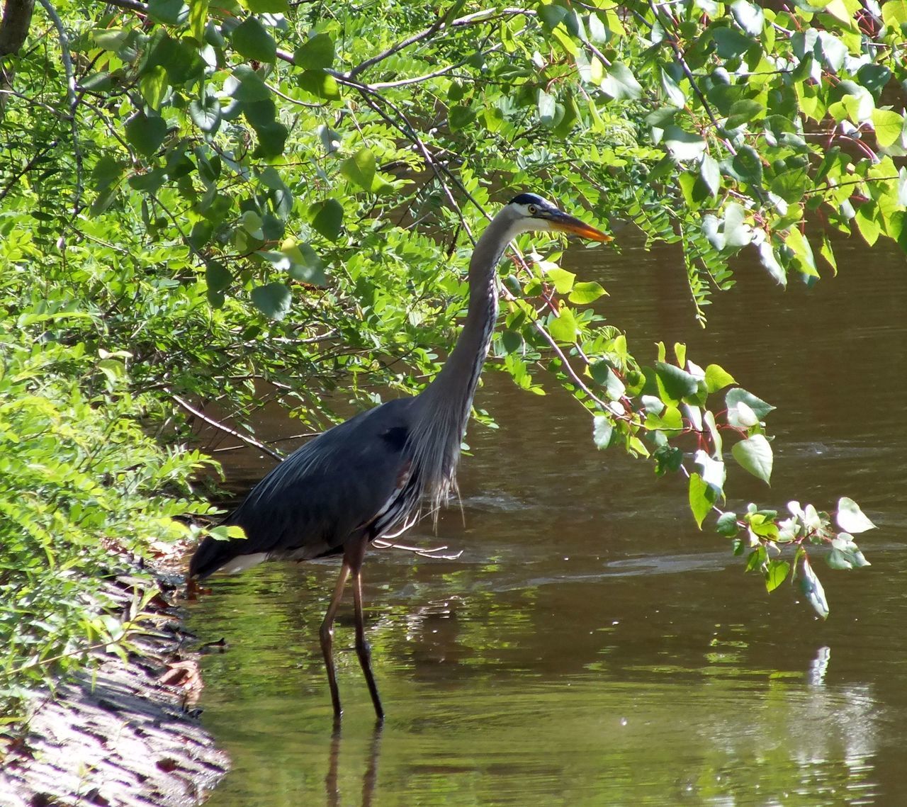 Bird standing in water