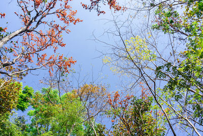 Low angle view of flowering tree against blue sky