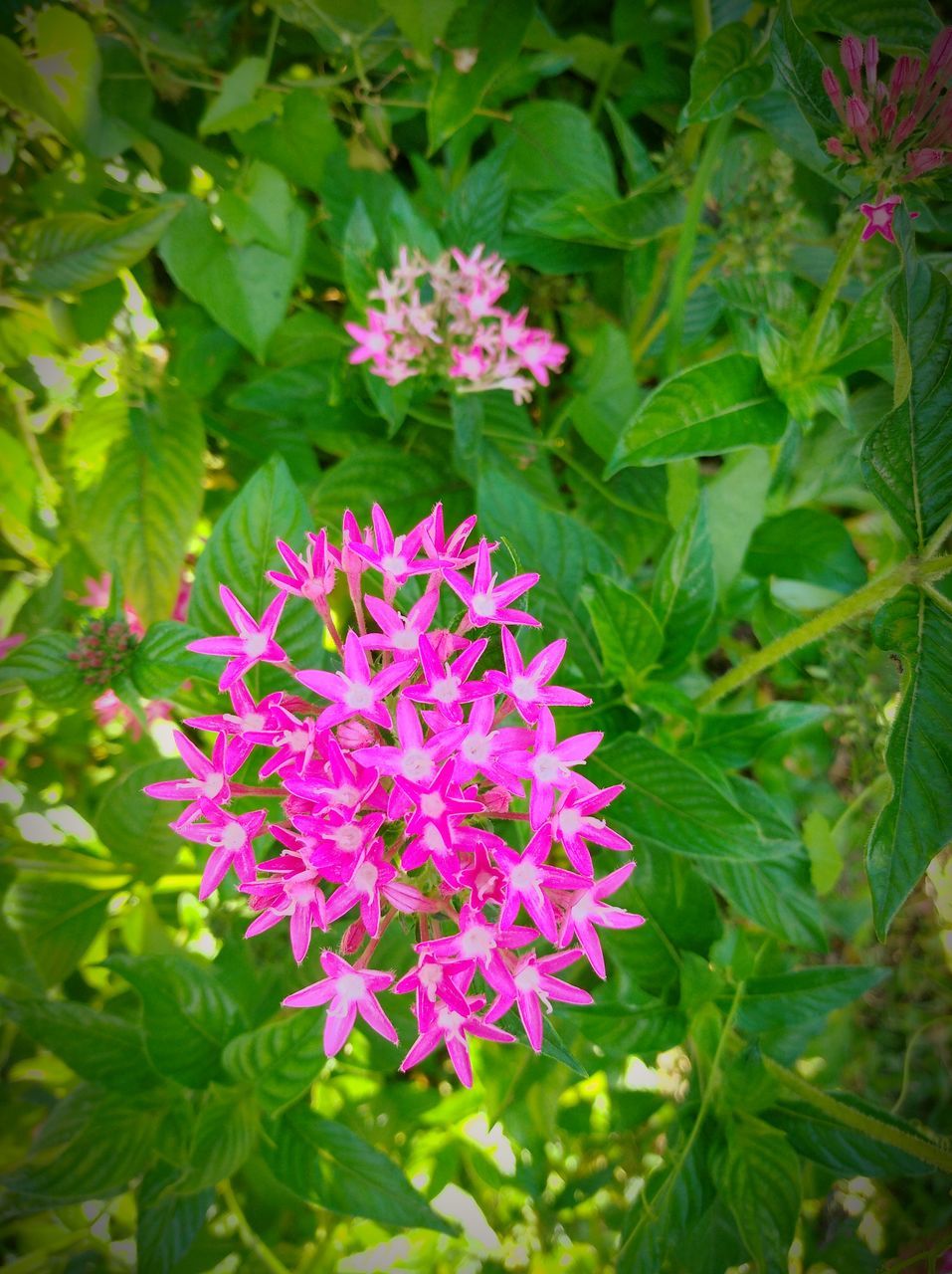 plant, flower, flowering plant, beauty in nature, freshness, plant part, leaf, growth, green, nature, fragility, wildflower, close-up, pink, garden, petal, flower head, purple, day, inflorescence, no people, outdoors, high angle view, botany, bee balm, shrub