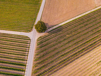 Rows of vines between crossing paths and a single tree