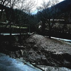 Bare trees by river during winter