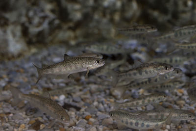 Close-up of fish swimming in sea