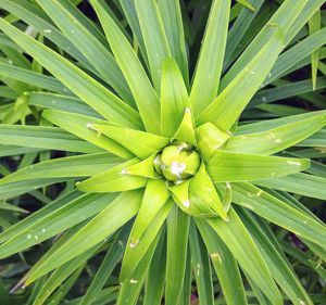 Full frame shot of plant