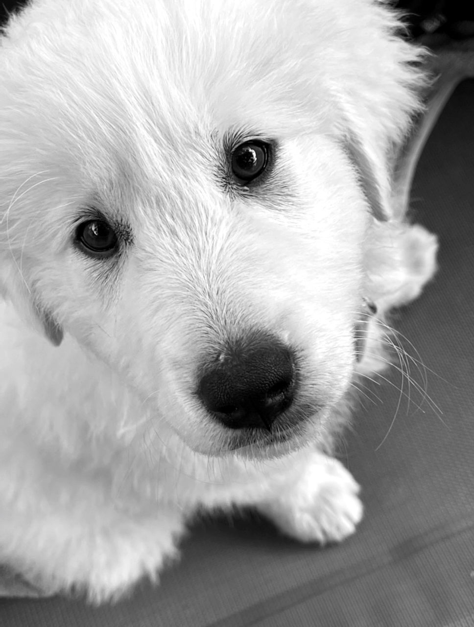 one animal, domestic animals, pet, animal themes, mammal, animal, dog, canine, white, puppy, black and white, portrait, looking at camera, animal body part, cute, young animal, close-up, animal head, no people, monochrome, monochrome photography, nose, indoors, carnivore, west highland white terrier, animal hair, lap dog