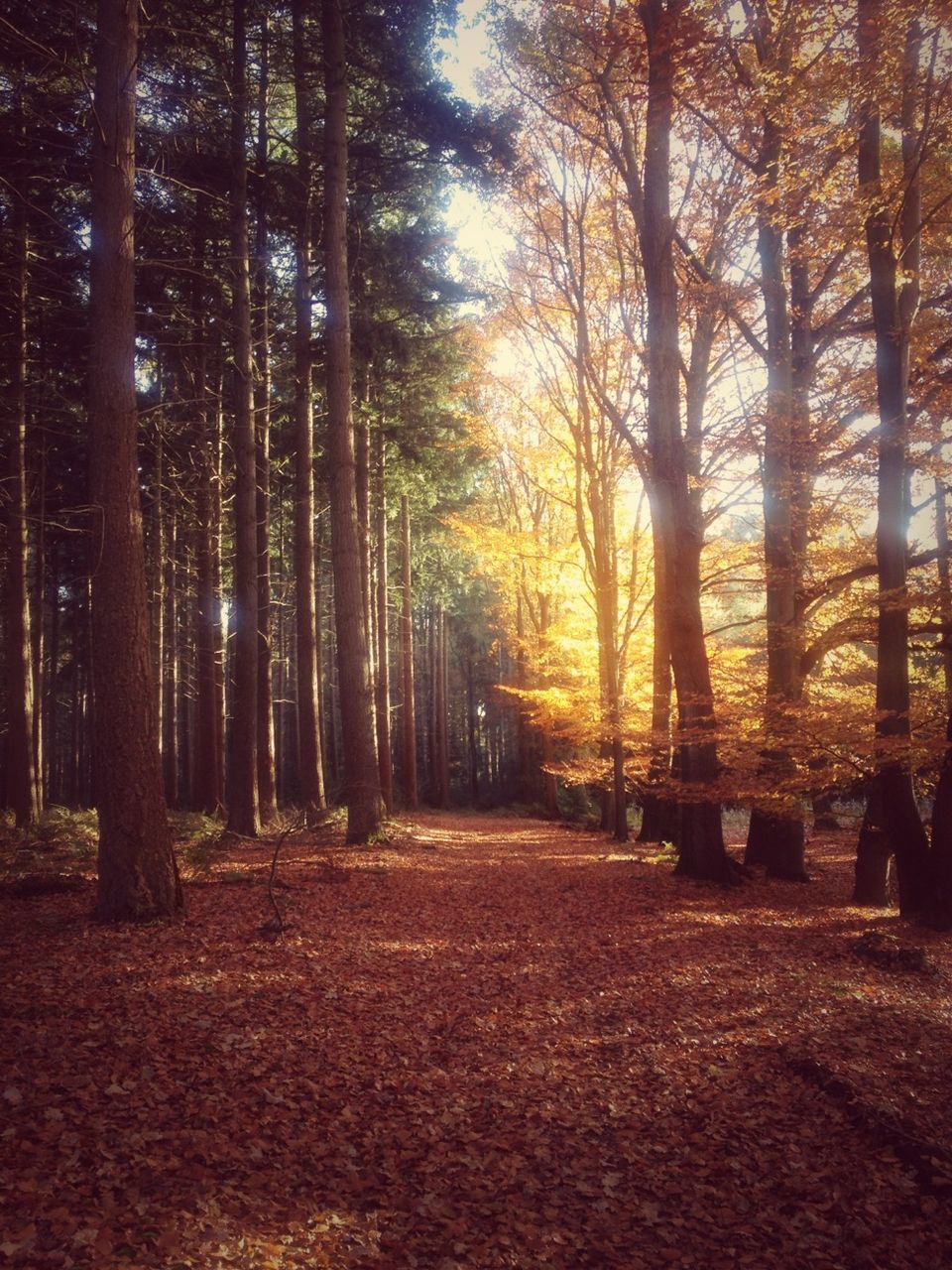 tree, tree trunk, forest, tranquility, the way forward, tranquil scene, woodland, nature, autumn, growth, beauty in nature, scenics, change, treelined, diminishing perspective, non-urban scene, landscape, footpath, outdoors, sunlight