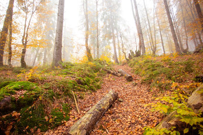 Pine trees in forest