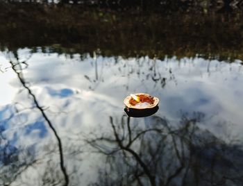 Close-up of leaf floating on water