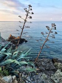 Scenic view of sea against sky