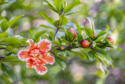 Close-up of red flowering plant