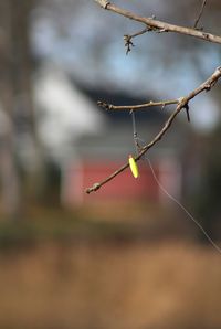 Close-up of twigs