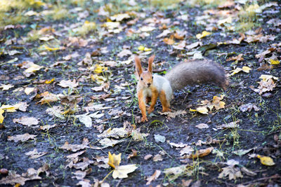 Squirrel on a field