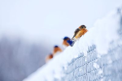 Close-up of bird perching on snow