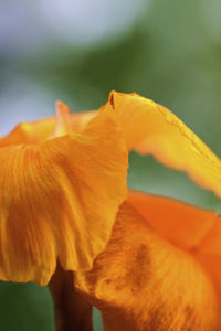 Close-up of orange flower head