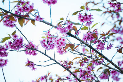 Low angle view of blooming tree against sky