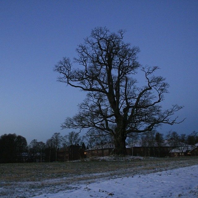 tree, bare tree, clear sky, blue, tranquility, snow, winter, landscape, tranquil scene, field, cold temperature, nature, scenics, beauty in nature, branch, copy space, non-urban scene, sky, season, sunlight